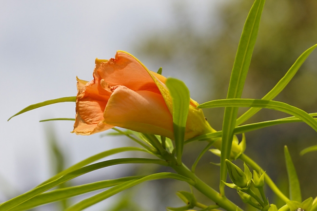Fleurs Nanthawan Aout 2010-023